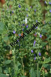 Chia-Salbei, Salvia hispanica, Lamiaceae, Salvia hispanica, Chia-Salbei, Chia, Blhend Kauf von 06329salvia_hispanicaimg_3015.jpg