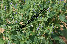 Chia-Salbei, Salvia hispanica, Lamiaceae, Salvia hispanica, Chia-Salbei, Chia, Blhend Kauf von 06329salvia_hispanicaimg_3016.jpg