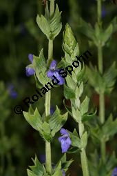 Chia-Salbei, Salvia hispanica, Lamiaceae, Salvia hispanica, Chia-Salbei, Chia, Blhend Kauf von 06329salvia_hispanicaimg_3017.jpg