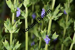 Chia-Salbei, Salvia hispanica, Lamiaceae, Salvia hispanica, Chia-Salbei, Chia, Blhend Kauf von 06329salvia_hispanicaimg_3018.jpg