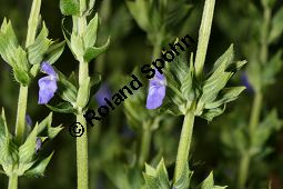 Chia-Salbei, Salvia hispanica, Lamiaceae, Salvia hispanica, Chia-Salbei, Chia, Blhend Kauf von 06329salvia_hispanicaimg_3019.jpg