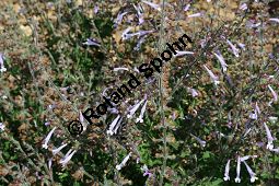 Afrikanischer Strauch-Salbei, Salvia aurita, Lamiaceae, Salvia aurita, Afrikanischer Strauchsalbei, Blhend Kauf von 06336salvia_auritaimg_3045.jpg