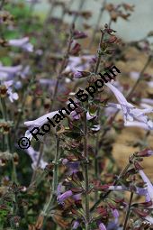 Afrikanischer Strauch-Salbei, Salvia aurita, Lamiaceae, Salvia aurita, Afrikanischer Strauchsalbei, Blhend Kauf von 06336salvia_auritaimg_3046.jpg