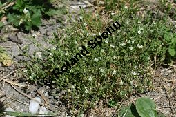 Quendelblttriges Sandkraut, Arenaria serpyllifolia Kauf von 06342arenaria_serpyllifoliaimg_8310.jpg
