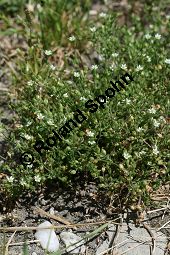 Quendelblttriges Sandkraut, Arenaria serpyllifolia Kauf von 06342arenaria_serpyllifoliaimg_8313.jpg