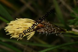 Frhlings-Segge, Carex caryophyllea, Carex verna Kauf von 06390carex_caryophylleaimg_6095.jpg