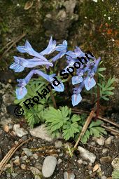 Blauer Himalaya-Lerchensporn, Corydalis cashmeriana, Fumariaceae, Corydalis cashmeriana, Blauer Himalaye-Lerchensporn, Blhend Kauf von 06427corydalis_cashmerianaimg_6225.jpg