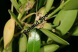 Poleiblttrige Lorbeerrose, Kalmia polifolia, Ericaceae, Kalmia polifolia, Poleiblttrige Lorbeerrose, Blhend Kauf von 06435_buxus_balearica_img_0377.jpg