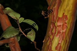 stlicher Erdbeerbaum, Arbutus andrachne, Ericaceae, Arbutus andrachne, stlicher Erdbeerbaum, Beblttert Kauf von 06478_arbutus_andrachne_img_0867.jpg