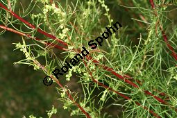 Feld-Beifu, Artemisia campestris Kauf von 06502_artemisia_campestris_img_4052.jpg