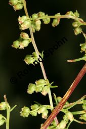 Feld-Beifu, Artemisia campestris Kauf von 06502_artemisia_campestris_img_4053.jpg