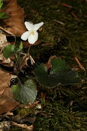 Weißes Veilchen, Viola alba ssp. alba Kauf von 06582_viola_alba_alba_img_1218.jpg