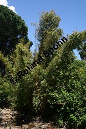 Gewhnlicher Bambus 'Aureo-Variegata', Bambusa vulgaris 'Aureo-Variegata' Kauf von 06593_bambusa_vulgaris_aureovariegata_img_2019.jpg