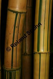 Gewhnlicher Bambus 'Striata', Bambusa vulgaris 'Striata' Kauf von 06657_bambusa_vulgaris_striata_img_0859.jpg