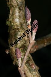 Runzelblttrige Erle, Alnus incana ssp. rugosa, Alnus rugosa Kauf von 06679_alnus_incana_rugosa_img_5940.jpg