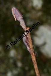 Runzelblttrige Erle, Alnus incana ssp. rugosa, Alnus rugosa Kauf von 06679_alnus_incana_rugosa_img_5942.jpg