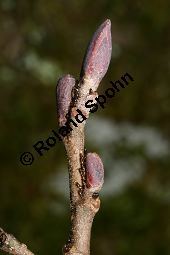 Runzelblttrige Erle, Alnus incana ssp. rugosa, Alnus rugosa Kauf von 06679_alnus_incana_rugosa_img_5943.jpg