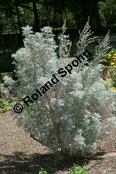 Baumfrmiger Beifu, Artemisia arborescens Kauf von 06742_artemisia_arborescens_img_8983.jpg