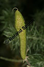 Rindenabwerfende Drsenfrucht, Adenocarpus decorticans Kauf von 06748_adenocarpus_decorticans_img_9059.jpg