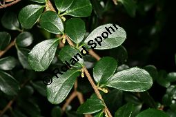 Buchsblttriger Azarabaum, Azara microphylla Kauf von 06751_azara_microphylla_img_0553.jpg
