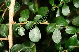 Buchsblttriger Azarabaum, Azara microphylla Kauf von 06751_azara_microphylla_img_0555.jpg