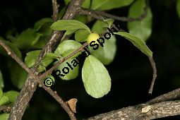 Buchsblttriger Azarabaum, Azara microphylla Kauf von 06751_azara_microphylla_img_9080.jpg