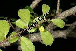 Buchsblttriger Azarabaum, Azara microphylla Kauf von 06751_azara_microphylla_img_9081.jpg