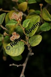 Chinesische Riemenblume, Chinesische Riemenblte, Loropetalum chinense Kauf von 06761_loropetalum_chinense_img_9387.jpg