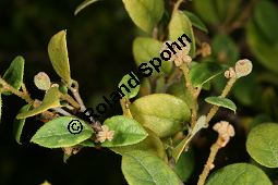 Chinesische Riemenblume, Chinesische Riemenblte, Loropetalum chinense Kauf von 06761_loropetalum_chinense_img_9388.jpg