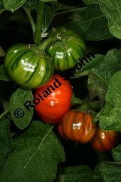 thiopische Eierfrucht, Solanum aethiopicum Kauf von 06791_solanum_aethiopicum_img_0150.jpg