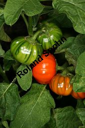 thiopische Eierfrucht, Solanum aethiopicum Kauf von 06791_solanum_aethiopicum_img_0151.jpg