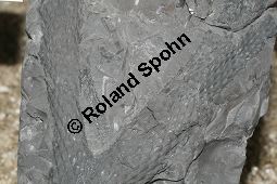 Lepidodendron sp., Fossil, Grobritannien, Karbonzeitalter Kauf von 06900_lepidodendron_sp_img_1938.jpg