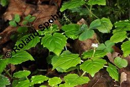 Alpen-Hexenkraut, Circaea alpina, Circaea alpina, Alpen-Hexenkraut, Onagraceae, Habitus blhend Kauf von 06943_circaea_alpina_dsc_2501.jpg