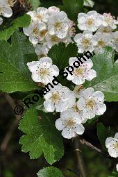 Rosaceae, Crataegus subsphaericea, Verschiedenzhniger Weidorn, Blhend Kauf von 07067_crataegus_subsphaericea_dsc_3752.jpg