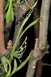 Euadenia eminens, Euadenia eminens, Capparaceae, Blhend Kauf von 07089_euadenia_eminens_dsc_4315.jpg