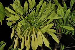Euadenia eminens, Euadenia eminens, Capparaceae, Blhend Kauf von 07089_euadenia_eminens_dsc_4316.jpg