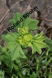 Frauenmantel, Alchemilla sp., Alchemilla sp., Frauenmantel, Rosaceae, Blhend Kauf von 07229_alchemilla_sp_dsc_2443.jpg