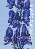 Pflanzenillustration Aconitum napellus Illustration Blauer Eisenhut Ölbild Roland Spohn