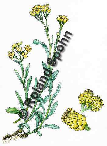 Pflanzenillustration Helichrysum arenarium Illustration Katzenpfötchen, Sandstrohblume Aquarell Roland Spohn