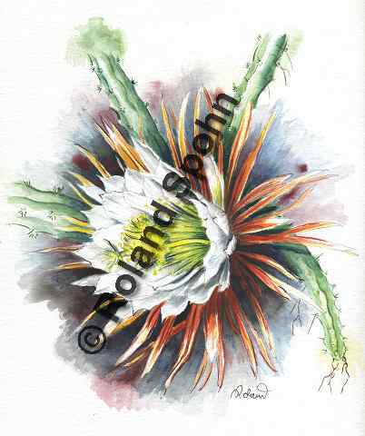 Pflanzenillustration Selenicereus grandiflorus Cactus grandiflorus Illustration Königin der Nacht Aquarell Roland Spohn