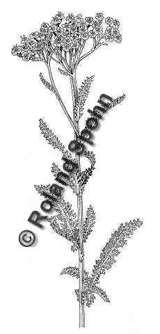 Pflanzenillustration Achillea millefolium Illustration Schafgarbe Schaf-Garbe Zeichnung Tuschezeichnung Roland Spohn