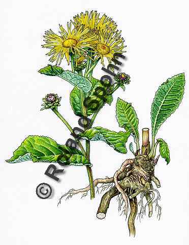 Pflanzenillustration Inula helenium Illustration Echter Alant Aquarell Roland Spohn