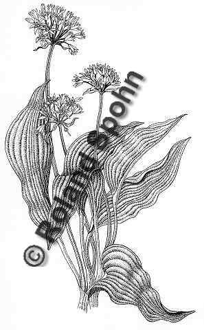 Pflanzenillustration Allium ursinum Illustration Bärlauch Bär-Lauch Zeichnung Tuschezeichnung Roland Spohn