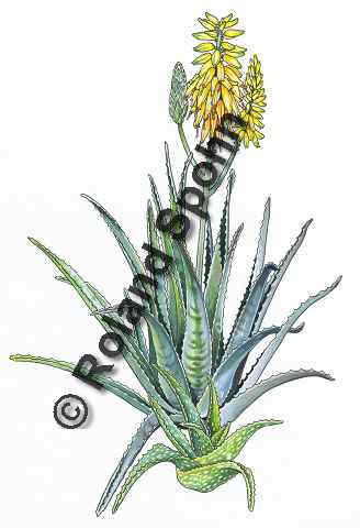 Pflanzenillustration Aloe vera Illustration Echte Aloe Aquarell mit Tusche Roland Spohn