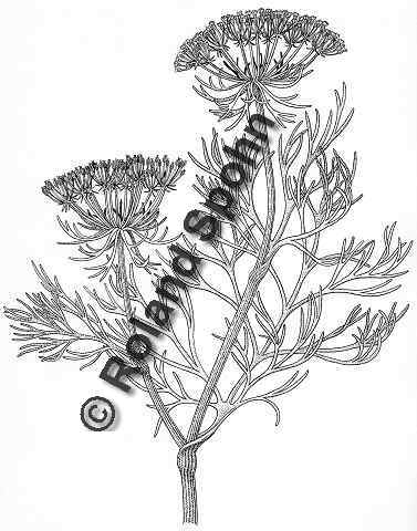 Pflanzenillustration Ammi visnaga Illustration Bischofskraut, Zahnstocherammei, Khella Zeichnung Tuschezeichnung Roland Spohn