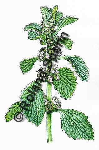 Pflanzenillustration Marrubium vulgare Illustration Andorn Aquarell Roland Spohn