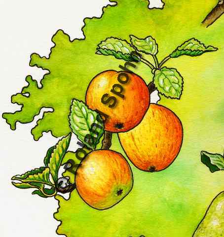 Pflanzenillustration Malus domestica Illustration Kultur-Apfel Apfelbaum Aquarell Roland Spohn