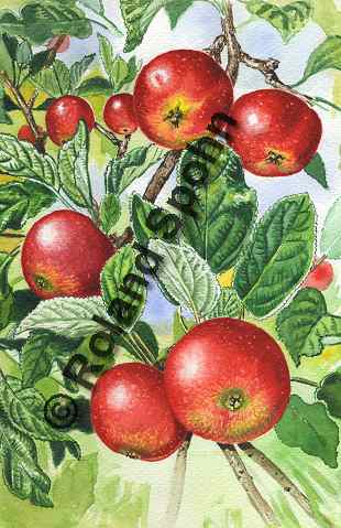 Malus domestica, Kultur-Apfel, Apfelbaum
