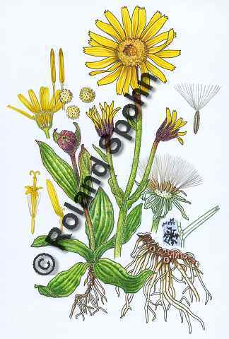 Pflanzenillustration Arnica montana Illustration Echte Arnika Berg-Wohlverleih Aquarell mit Tusche Roland Spohn