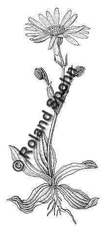 Pflanzenillustration Arnica montana Illustration Echte Arnika Berg-Wohlverleih Zeichnung Tuschezeichnung Roland Spohn